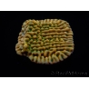 WYSIWYG JF Beach Bum Montipora 11I8