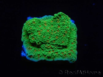 WYSIWYG Montipora Season Greetings 11J2