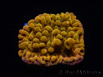 WYSIWYG RAH Montipora Passion Fruit 11J8