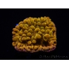 WYSIWYG RAH Montipora Passion Fruit 11J8