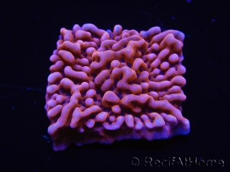 WYSIWYG JF Mean Streak Montipora 11L7