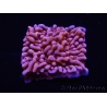 WYSIWYG JF Mean Streak Montipora 11L7