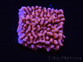 WYSIWYG JF Mean Streak Montipora 11L8