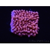 WYSIWYG JF Mean Streak Montipora 11L8