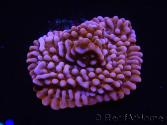 WYSIWYG RAH Montipora Princess Peach 11M2