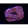 WYSIWYG RAH Montipora Princess Peach 11M2