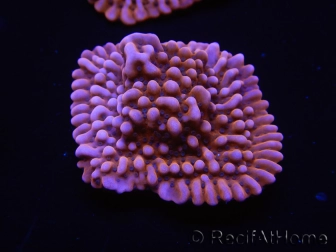 WYSIWYG RAH Montipora Princess Peach 11M4