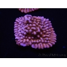 WYSIWYG RAH Montipora Princess Peach 11M4