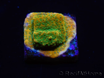 WYSIWYG RAH Montipora Acid Orange 11M5