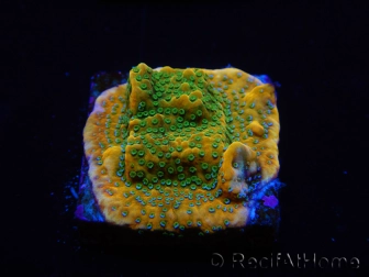 WYSIWYG RAH Montipora Acid Orange 11M8