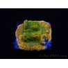 WYSIWYG RAH Montipora Acid Orange 11M8