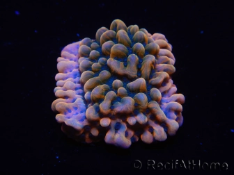 WYSIWYG JF Montipora Brain Freeze 11N8