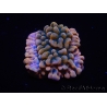 WYSIWYG JF Montipora Brain Freeze 11N8