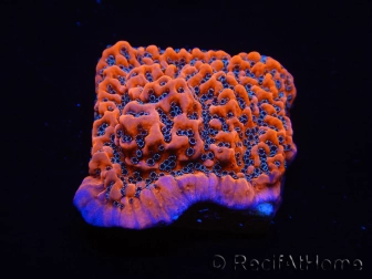 WYSIWYG WWC Montipora Dragon Fruit 11O6