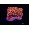 WYSIWYG WWC Montipora Dragon Fruit 11O6