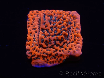 WYSIWYG WWC Montipora Dragon Fruit 11O7