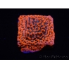 WYSIWYG WWC Montipora Dragon Fruit 11O7