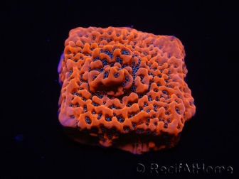 WYSIWYG WWC Montipora Dragon Fruit 11O8