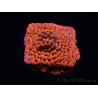 WYSIWYG WWC Montipora Dragon Fruit 11O8