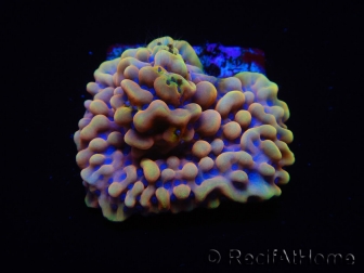 WYSIWYG Montipora Crazy T 11P4