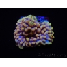 WYSIWYG Montipora Crazy T 11P4