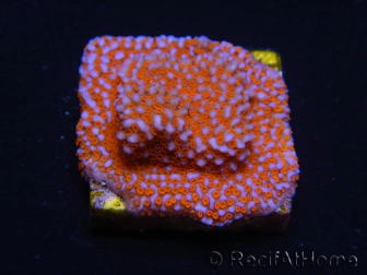 WYSIWYG Montipora Superman 11A1