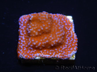 WYSIWYG Montipora Superman 11A4