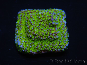 WYSIWYG Montipora Ultraman 11B1