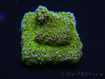 WYSIWYG Montipora ultraman 11B4