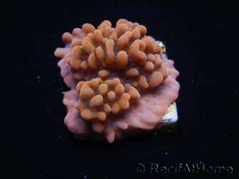 WYSIWYG JF Montipora Altered Ego 11B8