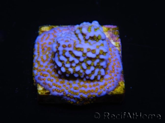 WYSIWYG Montipora Rainbow 11C4