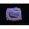 WYSIWYG Montipora Rainbow 11C4