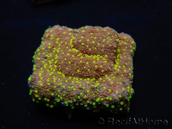 WYSIWYG Montipora Habanero 11C5