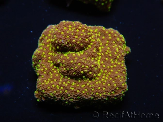 WYSIWYG Montipora Habanero 11C8