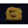 WYSIWYG Montipora Habanero 11C8