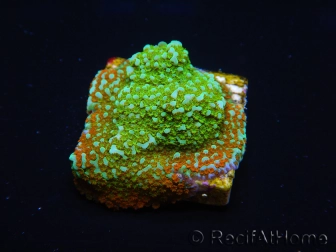 WYSIWYG Montipora Chili Pepper 11D4