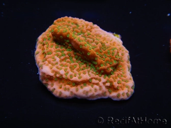 WYSIWYG RAH Montipora Phoenix evolution 11E8