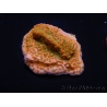 WYSIWYG RAH Montipora Phoenix evolution 11E8