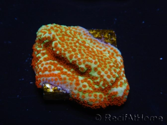 WYSIWYG RAH Montipora Reverse Sunset 11F1