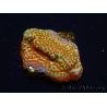 WYSIWYG RAH Montipora Reverse Sunset 11F1