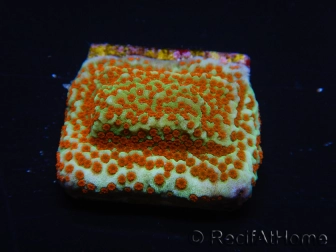 WYSIWYG RAH Montipora Reverse Sunset 11F4