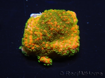 WYSIWYG Montipora Sunset 11F8