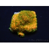 WYSIWYG Montipora Sunset 11F8