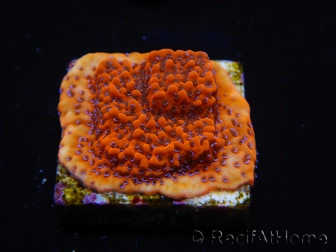 WYSIWYG RAH Montipora Mystic Sunset 11G8