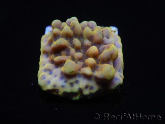 WYSIWYG Montipora Kung Pao 11H6