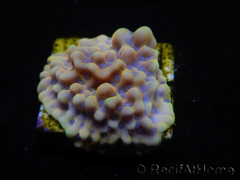 WYSIWYG Montipora Kung Pao 11H7