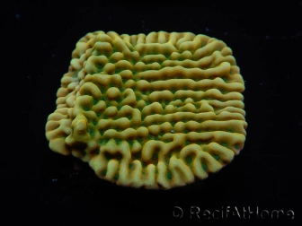 WYSIWYG JF Beach Bum Montipora 11I8