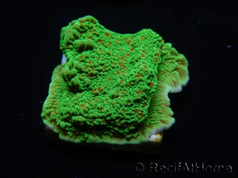 WYSIWYG Montipora Season Greetings 11J4