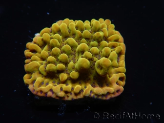 WYSIWYG RAH Montipora Passion Fruit 11J8