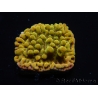 WYSIWYG RAH Montipora Passion Fruit 11J8